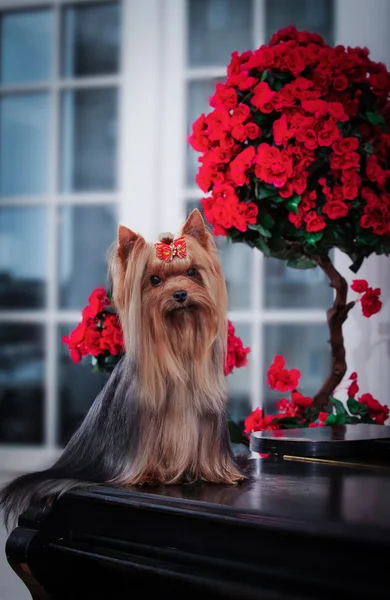 Pies z Yorkshire Terrier — Zdjęcie stockowe