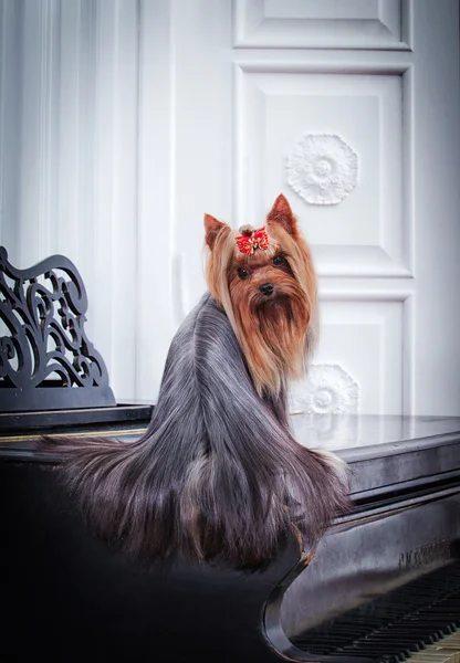 Pies z Yorkshire Terrier — Zdjęcie stockowe