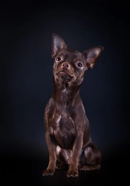 Chihuahua hond op een gekleurde achtergrond — Stockfoto