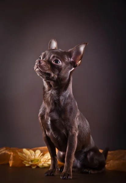 Chihuahua dog on a color background — Stock Photo, Image