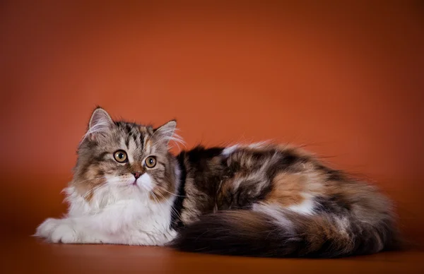 Scottish kittens — Stock Photo, Image