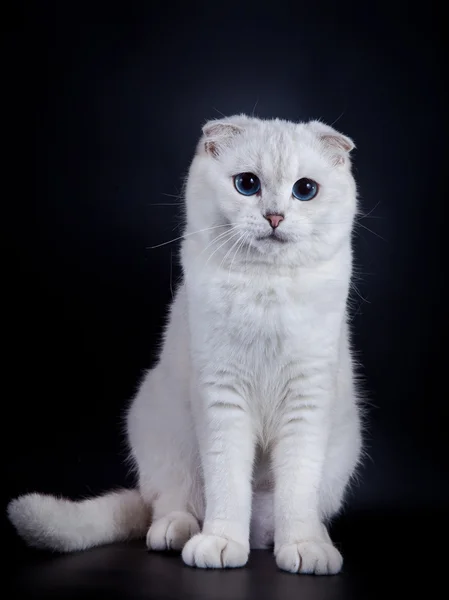 Scottish kittens — Stock Photo, Image