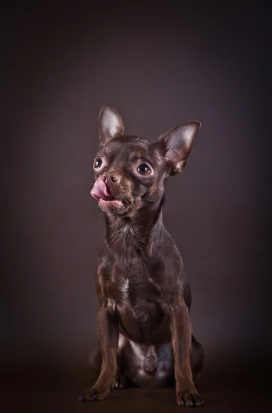 Chihuahua-Hund auf farbigem Hintergrund — Stockfoto