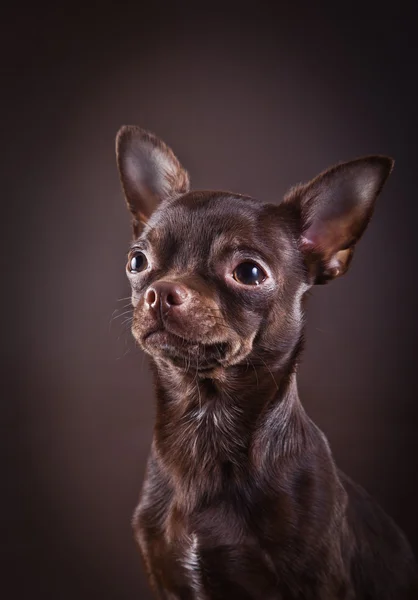 Chihuahua-Hund auf farbigem Hintergrund — Stockfoto