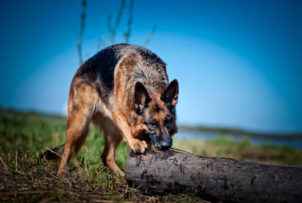 Γερμανόs shepherd σκύλοs breed — Φωτογραφία Αρχείου