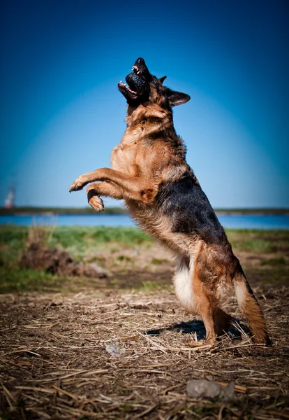 German Shepherd Dog Breed — Stock Photo, Image