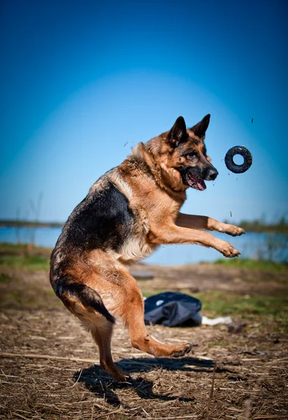 Raza perro pastor alemán — Foto de Stock