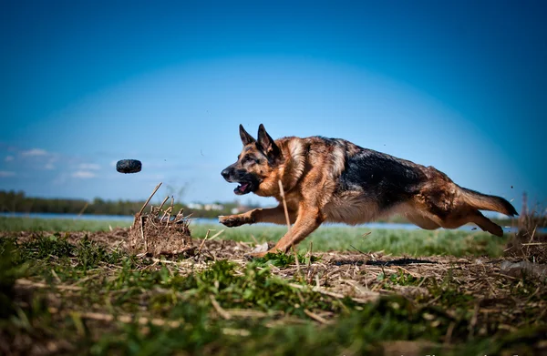 Alman çoban köpek doğurmak — Stok fotoğraf