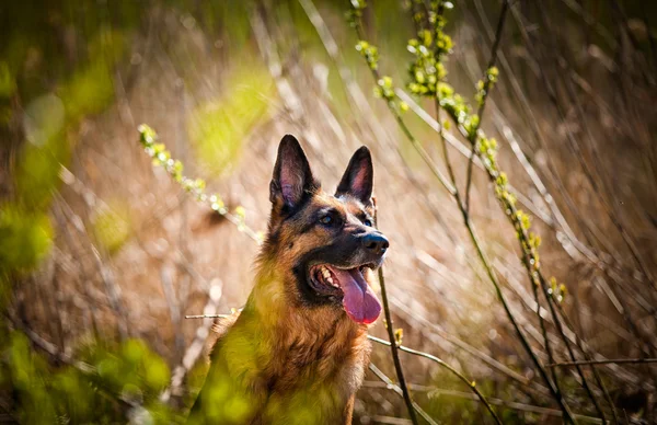 Pies rasy Owczarek niemiecki — Zdjęcie stockowe