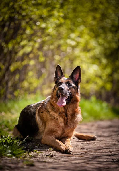 Berger allemand race de chien — Photo