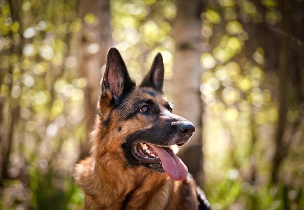 Pies rasy Owczarek niemiecki — Zdjęcie stockowe