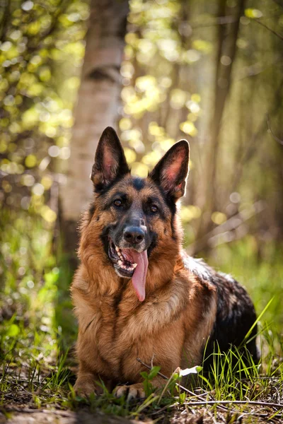 Raza perro pastor alemán — Foto de Stock