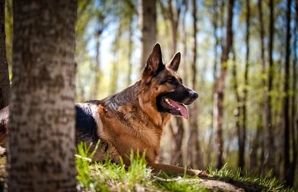 Raza perro pastor alemán — Foto de Stock