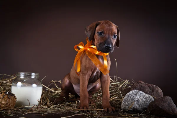 Rhodesian ridgeback puppy dog — Stock Photo, Image