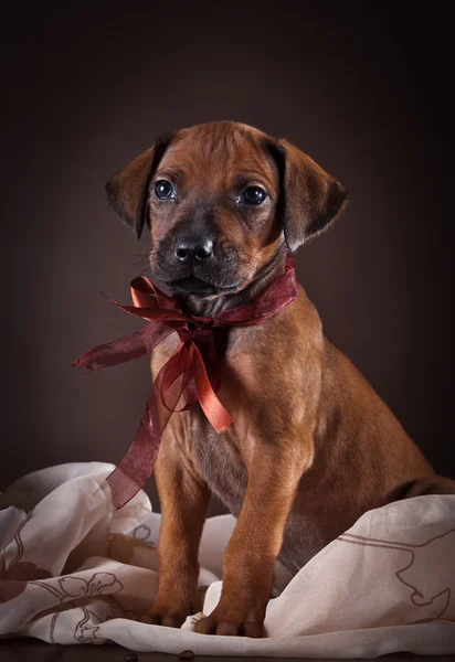 Родезийская ездовая собака — стоковое фото