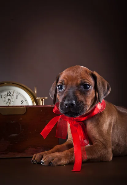 Pes štěně rhodéského ridgebacka — Stock fotografie