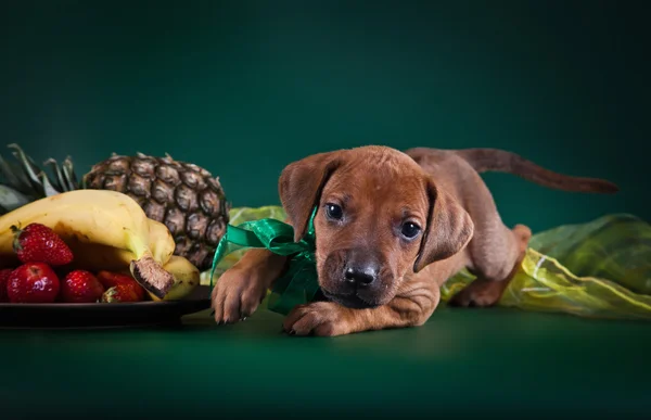 Rhodesian ridgeback puppy dog — Stock Photo, Image