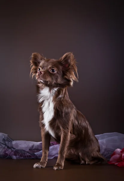 Chihuahua chien sur un fond de couleur — Photo