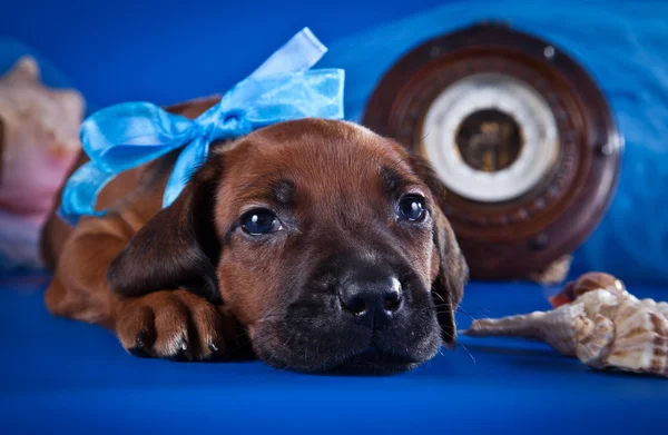 Rhodesian ridgeback cachorro perro — Foto de Stock