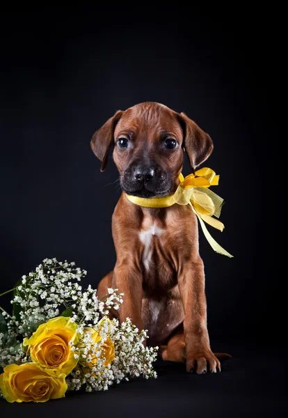 Pies szczenię rasy Rhodesian Ridgeback — Zdjęcie stockowe