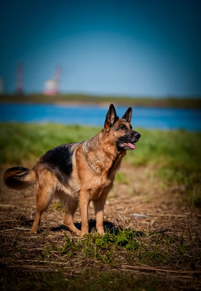 Tedesco cane pastore razza — Foto Stock