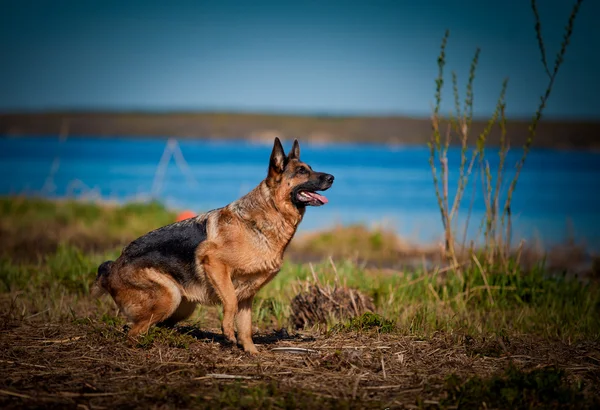 Alman çoban köpek doğurmak — Stok fotoğraf