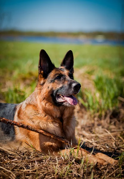 Raça cão pastor alemão — Fotografia de Stock