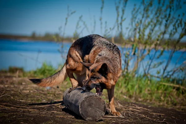 Tedesco cane pastore razza — Foto Stock