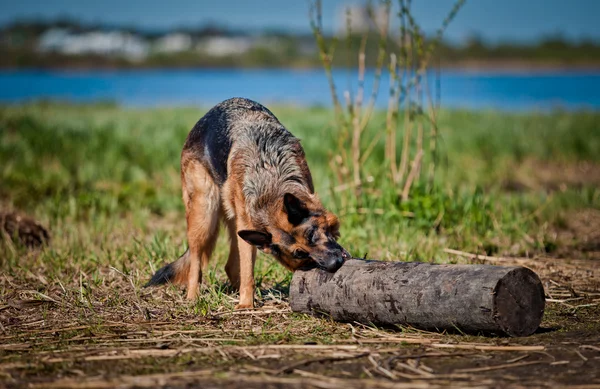 German Shepherd Dog Breed — Stock Photo, Image