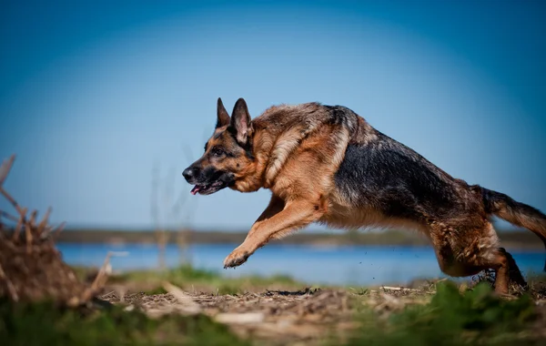 Raça cão pastor alemão — Fotografia de Stock