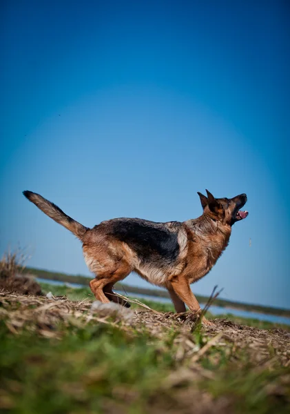 Raza perro pastor alemán —  Fotos de Stock