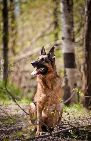 Tysken Fåraherde hund rasen — Stockfoto