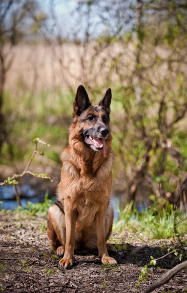 Alman çoban köpek doğurmak — Stok fotoğraf