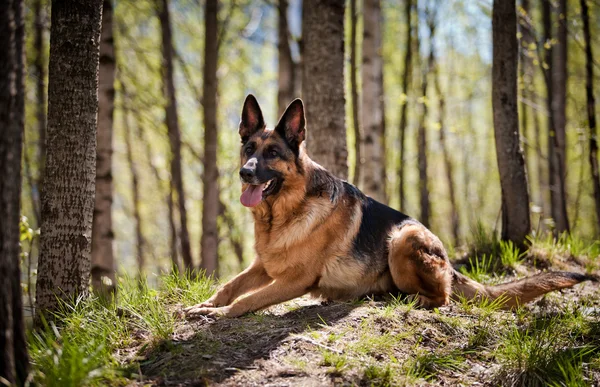 Raça cão pastor alemão — Fotografia de Stock