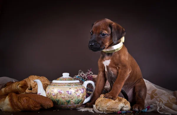 Rhodesian Ridgeback puppy hondje — Stockfoto