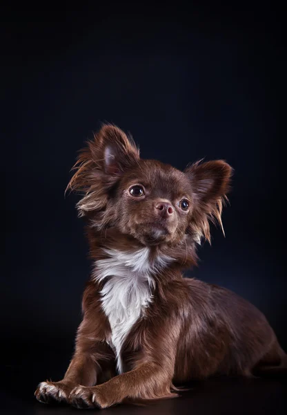 Pies Chihuahua na tle kolor — Zdjęcie stockowe