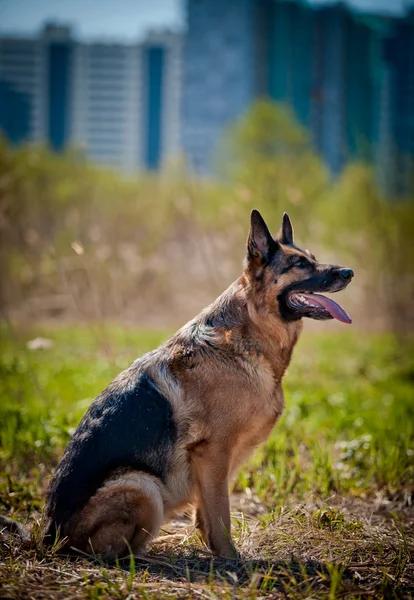 Alman çoban köpek doğurmak — Stok fotoğraf