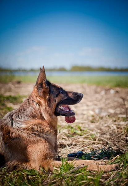 Raza perro pastor alemán — Foto de Stock