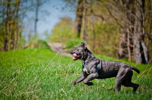 Hund sommar italienska Cane Corso promenader i parken, — Stockfoto