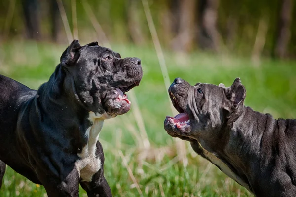 Hond zomer Italiaanse Cane-Corso wandelingen in het park, — Stockfoto