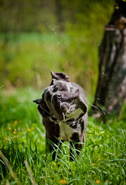 Собака італійський тростини-Корсо прогулянки в парку, літо — стокове фото