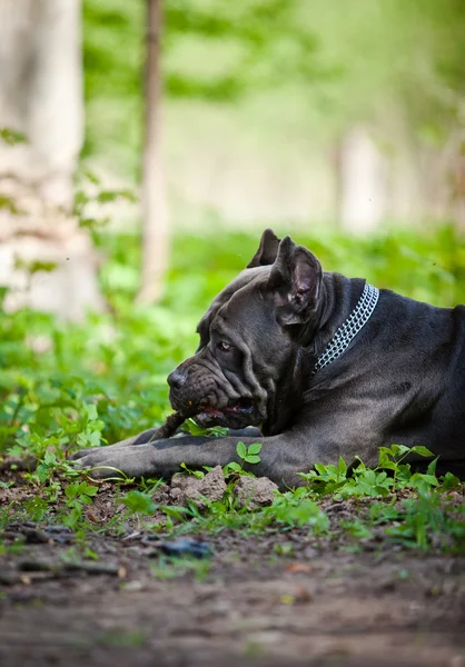 Pes italské Cane Corso procházky v parku, léto — Stock fotografie