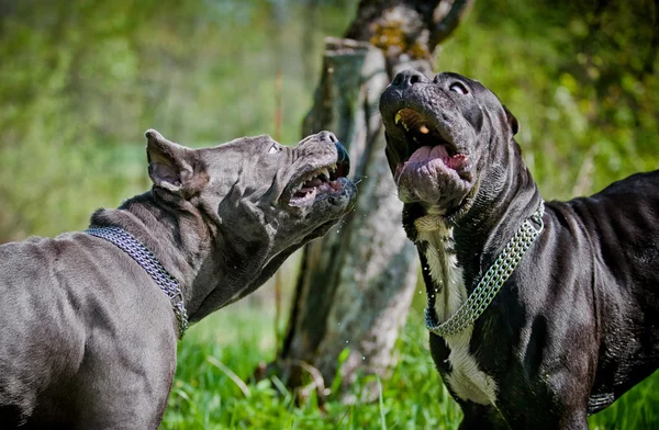 Hond zomer Italiaanse Cane-Corso wandelingen in het park, — Stockfoto