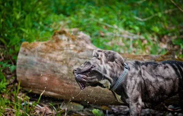 Hund Italiensk Cane-Corso går i parken, sommer - Stock-foto
