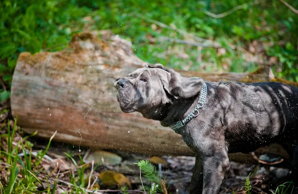 Kutya olasz Cane Corso séta a parkban, a nyári — Stock Fotó