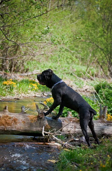 Kutya olasz Cane Corso séta a parkban, a nyári — Stock Fotó