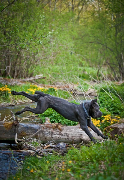 Hund Italienisch Stock-Corso Spaziergänge im Park, Sommer — Stockfoto