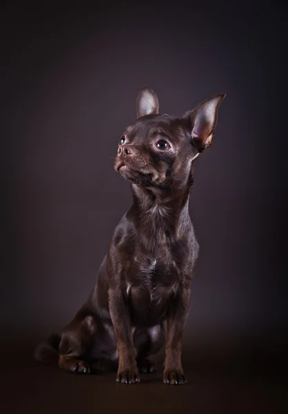 Chihuahua dog on a color background — Stock Photo, Image