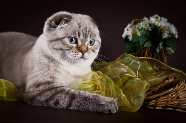 色付きの背景の上の猫のスコティッシュ ・ フォールド — ストック写真