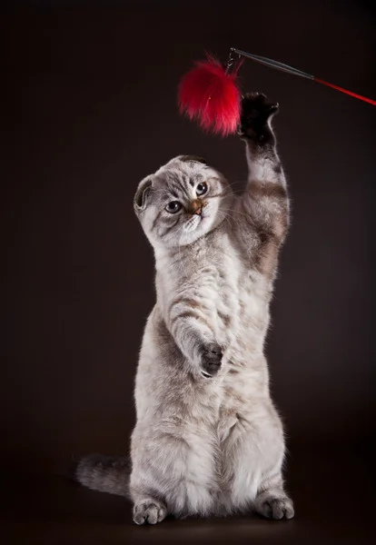 रंगीत पार्श्वभूमीवर स्कॉटिश फोल्ड मांजर — स्टॉक फोटो, इमेज